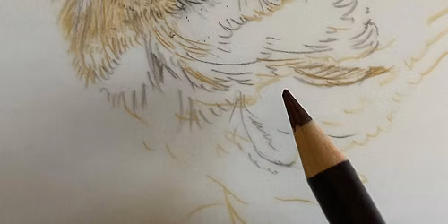 Feathers & Friends: Sketching Nature with Toni
