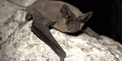 River Days and Nature Nights Bat and Moth event