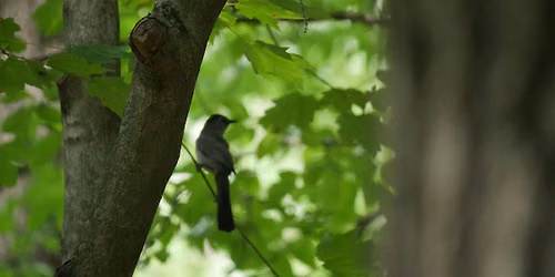 Morning Bird Stroll