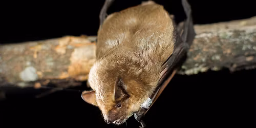 Conservation Awareness Day: Bat Day
