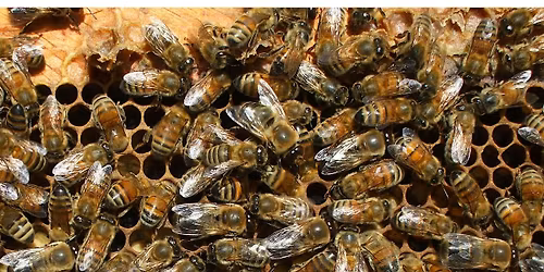 Summer Friday: Honey Bees