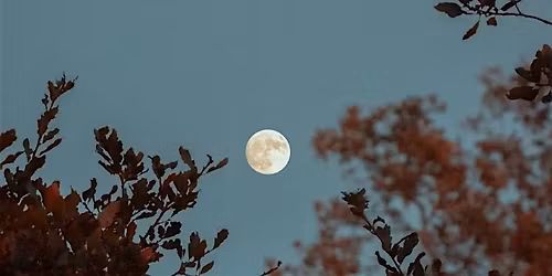 Full Moon Forest Bathing with Monica Wenzel