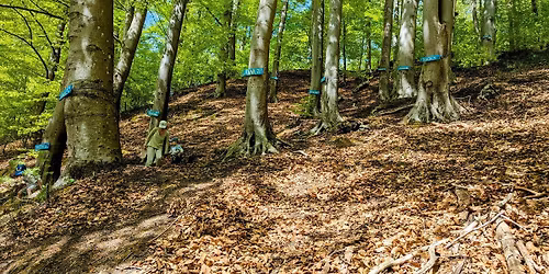 Bli kjent med B\u00f8keskogen og Fossel\u00f8kka