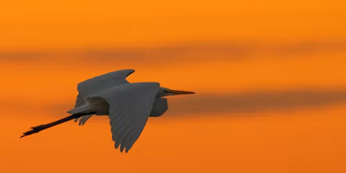Wings Over Peace Valley: 50 Years of Birding Stories