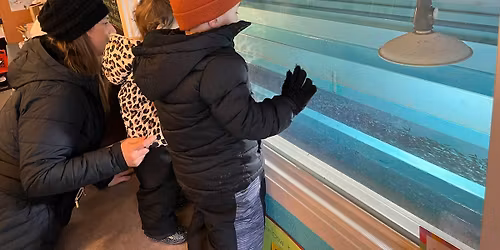 November Nature Day - Fish