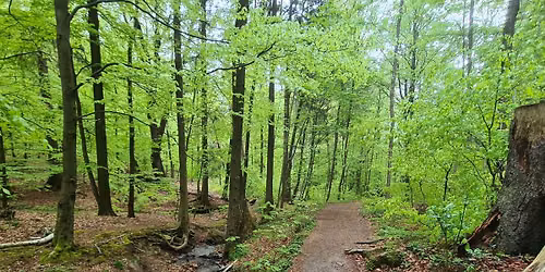 Schnupperkurs Waldbaden \u2013 Wohlbefinden im D\u00fcnnwalder Wald