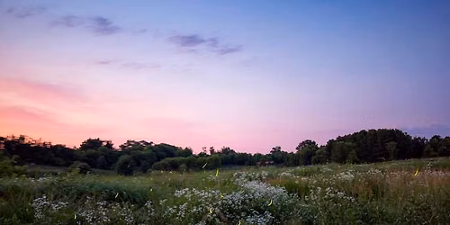 Fireflies Over the Prairie