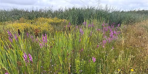 Nature Connection for Wellbeing at WWT Steart Marshes