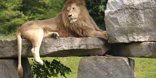 African Lion Safari