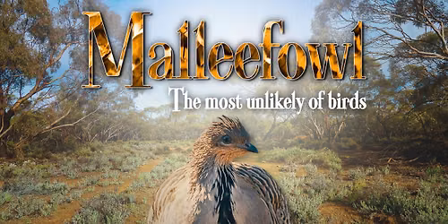 Malleefowl - The most unlikely of birds (Adelaide Screening)