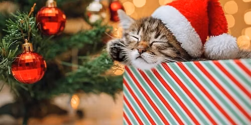 Holiday Pet Photos & Harlow\u2019s Haven Adoption Event\ud83d\udc3e