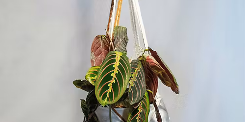 Macram\u00e9 Plant Hangers