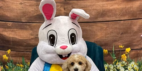 Easter Bunny photos \ud83d\udc30\ud83d\udc3e