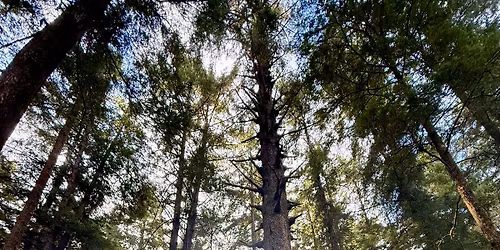 UAF Yoga Club Saturday, November 15, 9:30 - 11:00 AM 