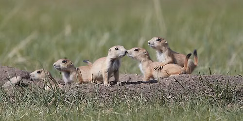 BFFs! Black-Footed Ferrets book launch