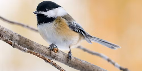 Christmas Bird Count for Kids at WVU Core Arboretum