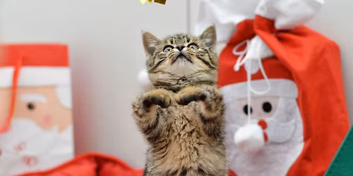 Bo\u017conarodzeniowy Dzie\u0144 Otwarty w Schronisku Zawiercie 14.12.2025r\ud83c\udf84\ud83c\udf84\ud83c\udf84