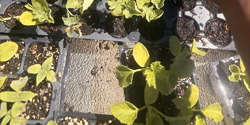 CONTAIN the LUHV ( youth  gardening workshop )