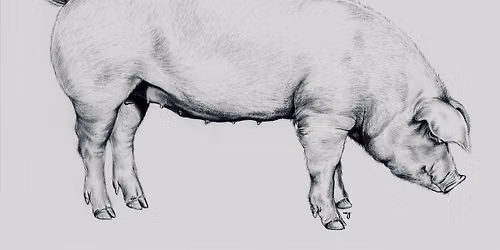 Whole Hog Butchery Workshop