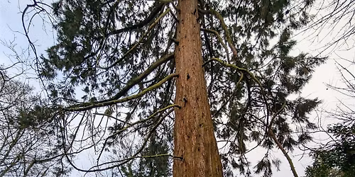 Clifton Grove & Woods Circular Walk, Including the Giant Sequoias