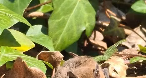 Bat Detectives