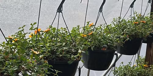 Colleton FFA Plant Sale