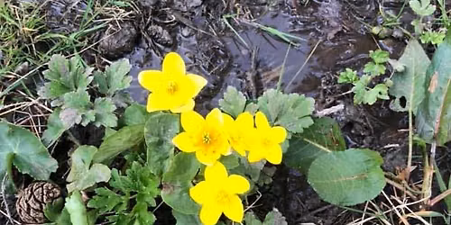 Moorlands Park community nature day