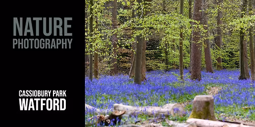 Photographic Nature Walk in Whippendell Woods with bluebells