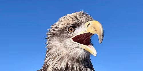 Predators of the Sky: Owls by Night, Eagles by Day