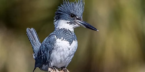 Queer Birders Club October: Whatcom Falls Park
