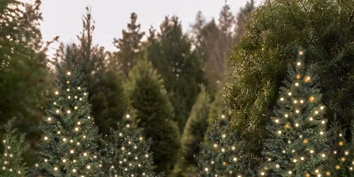 Tree Farm mini Photography session