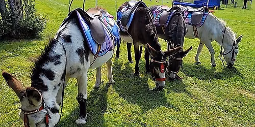 Donkey Rides with Emma's Donkeys