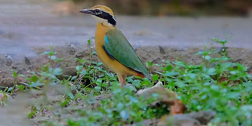 Where City Breathes: An Ecological Walk through Rabindra Sarobar