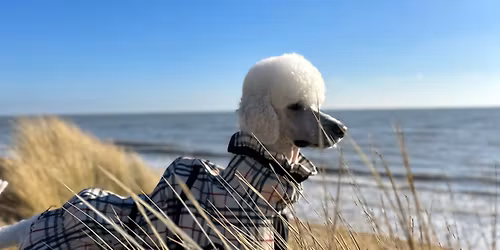 Surrey Poodle Club Walk