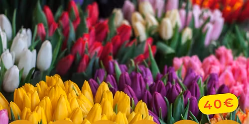 \ud83c\udded\ud83c\uddfa Tihany \u00e9s a K\u0151r\u00f6shegyi Tulip\u00e1nsz\u00fcret \ud83c\udf37