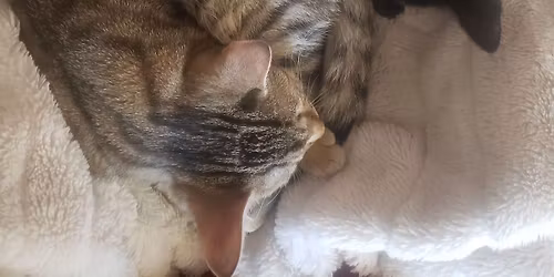 Jan Women's Mysteries