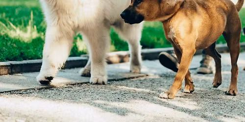 \ud83d\udc36 \ud83d\udc3e Tails & Trails: Dog Day at the Zoo (2\u20133 Miles) \ud83d\udc3e \ud83d\udc36 