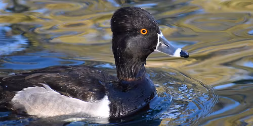 Nature in a Blink: Migratory Waterfowl Watch