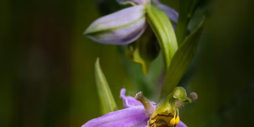 Orchidee\u00ebnwandeling in de Warandeduinen