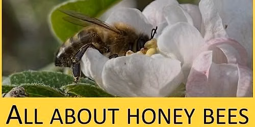 Beekeeping course