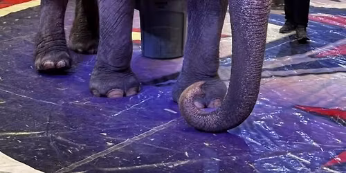 El Paso: Speak Up for Animals Abused at Carden Circus