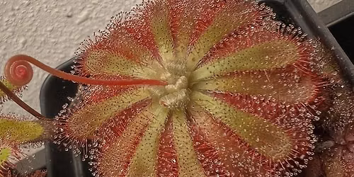 Rapacious Dews: Learn About Carnivorous Plants