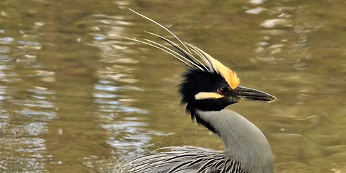 Bird City Kerrville Coalition Planning Meeting