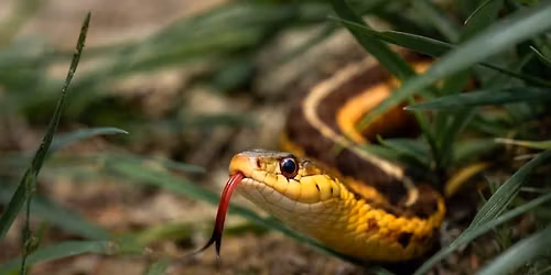 Sur les traces des serpents de Charente-Maritime