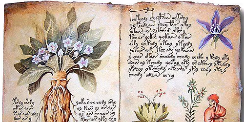 Erbarie, Streghe e Medici Itineranti: La Storia della Farmacia a Modena 