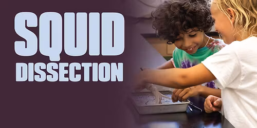 Squid Dissection