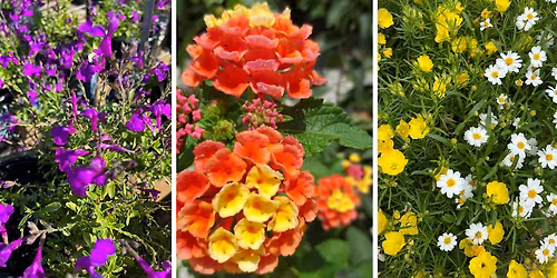 The Texas Tried & True: Proven Perennials for Spring 2