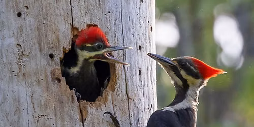 Introduction to Birding