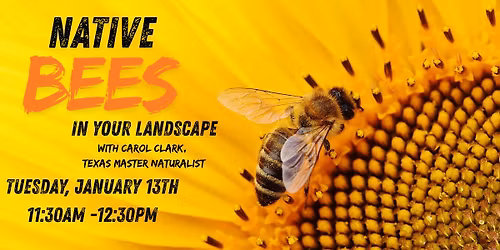Lunch Bunch - Native Bees in Your Landscape with Carol Clark