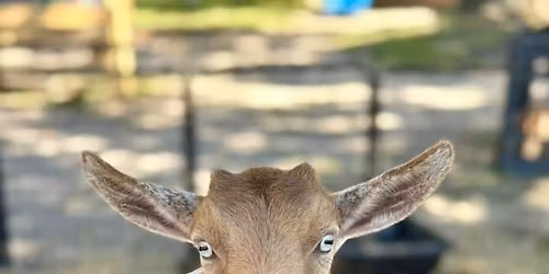 Family Farm Day \ud83d\udc30\ud83d\udc37\ud83c\udf42